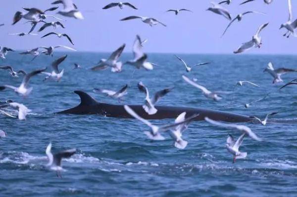 有游客擅乘快艇出海追观“网红”鲸鱼，广西北海将严厉打击插图