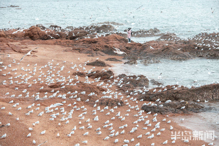 青岛市民“挽留海鸥”已26年，这些人却在栈桥“辣手摧鸥”！