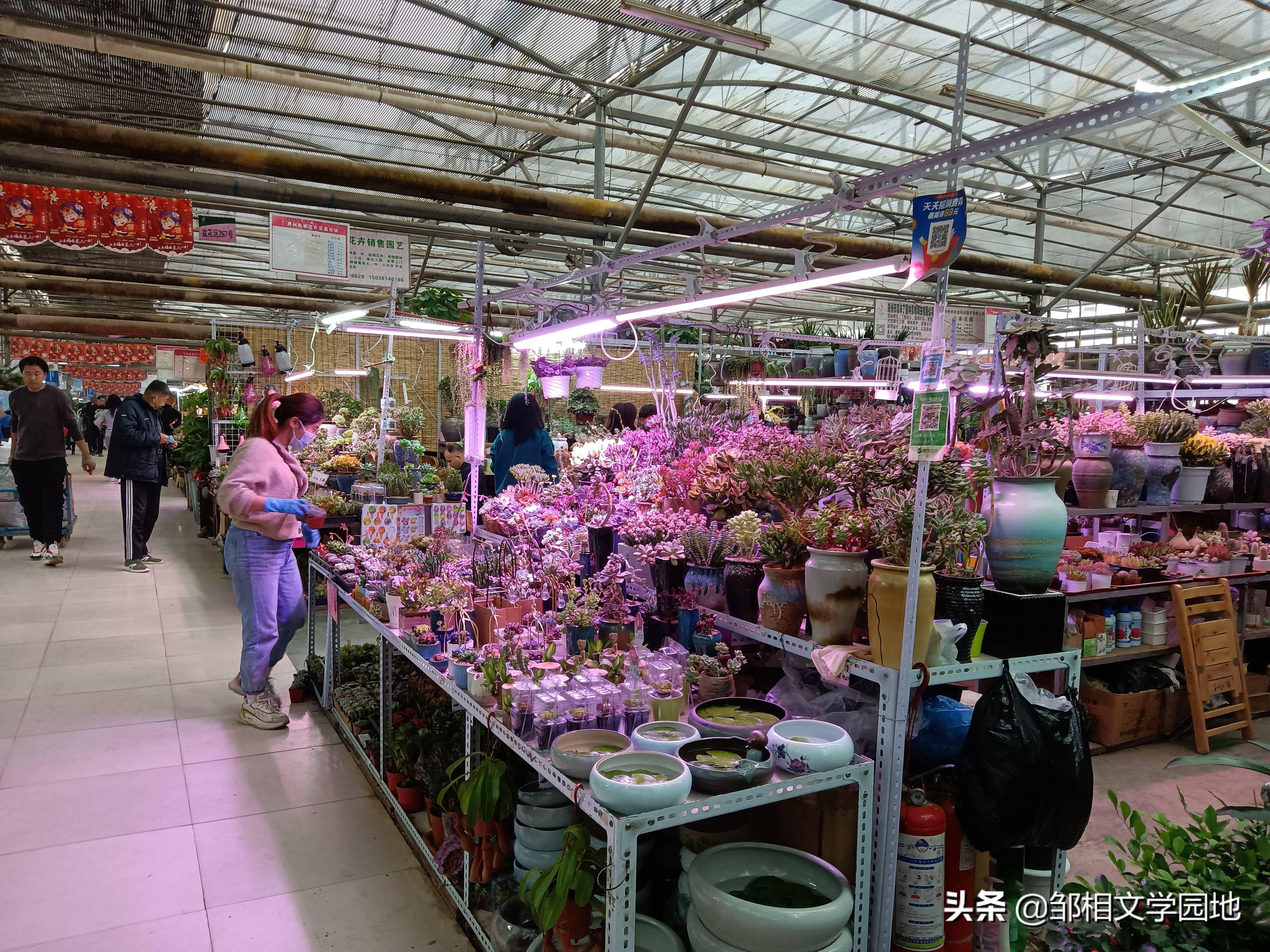 陈砦双桥花卉市场图片