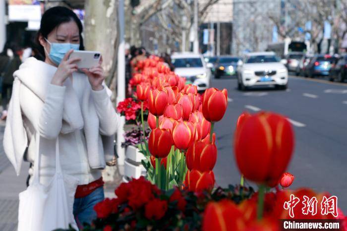 上海街头春意盎然 数万余株郁金香“盛装登场”