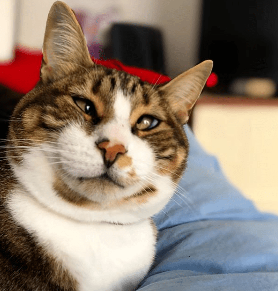 "要不是因为长了斗鸡眼,我家猫也不至于笑得像个傻子"