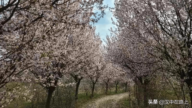 来汉中花溪湾,赏花踏青,亲子游玩两不误_汉王镇
