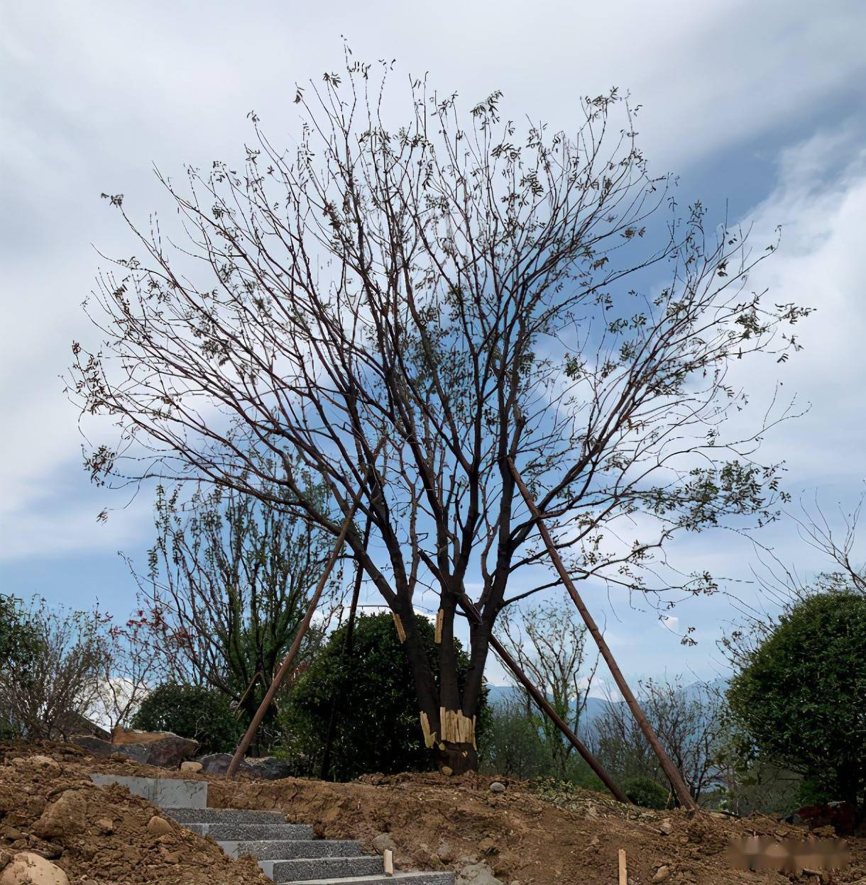 经验丨关于乔木选苗及种植规范的思考_苗木