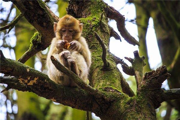 甲申年是哪一年属什么 五行