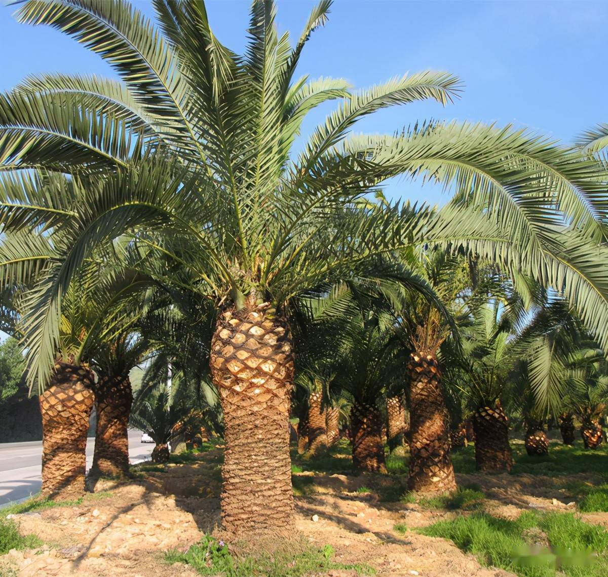 树种排名_最贵的树种排名图片(3)