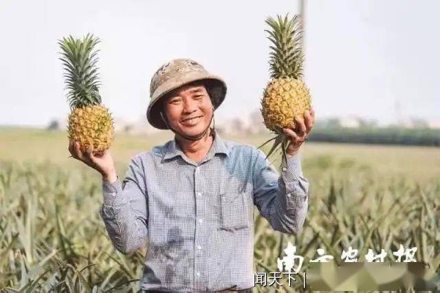 如何种植菠萝教程 c28c57194fb149328f49a704b65f923a.jpeg