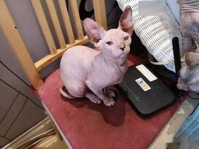 50多只猫遭虐待 关冰箱 泰国一猫吧被查 相关