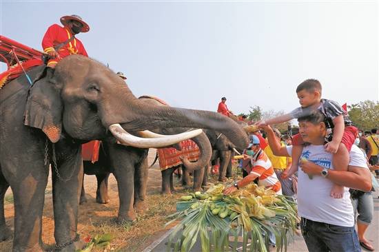 3800头大象盼游客求生存