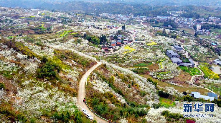 在梁平区铁门乡长塘村,粉白的樱花如漫山"春雪"铺满大地,为山乡披上