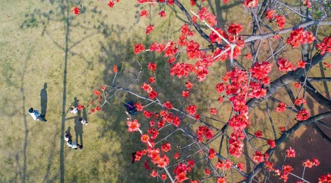 靓 广州3月花海 大爆发 赏花攻略在这了 越秀公园