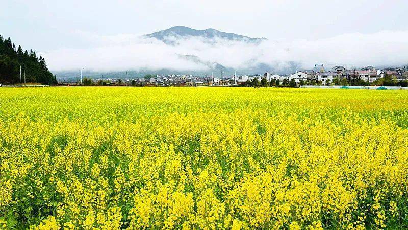 五夫古镇油菜花图片