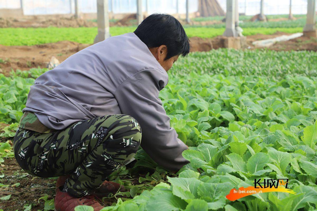高清组图|酵素成为农耕新法宝_种植