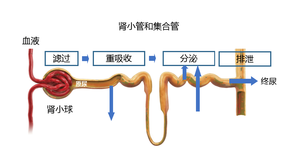 全球十大死因之一的肾脏疾病你还不重视吗一篇带你了解你的肾