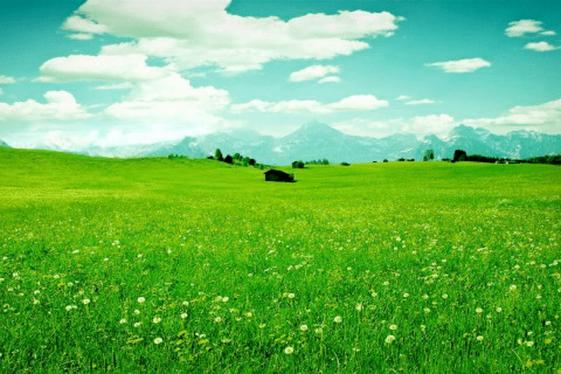 又见绿草地 || 文:李耕昌_原野