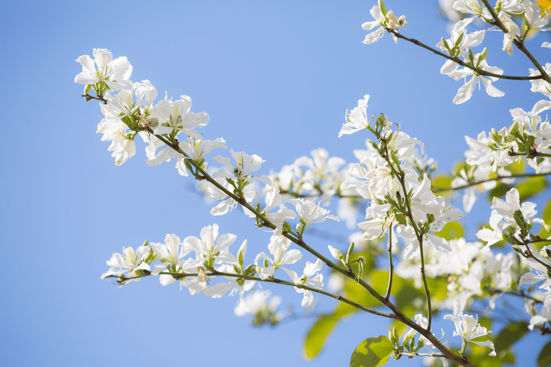 宫粉紫荆上线西昌春天气氛组好一幅靓丽的城市生态画卷