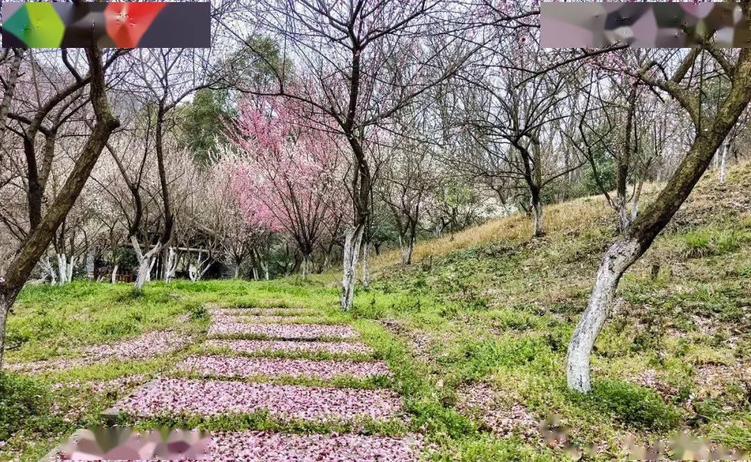 古隆中的这片花海开了