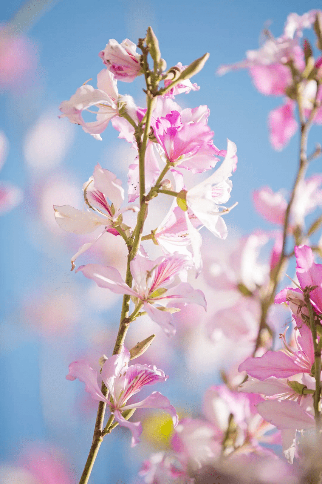 宫粉紫荆上线西昌春天气氛组好一幅靓丽的城市生态画卷