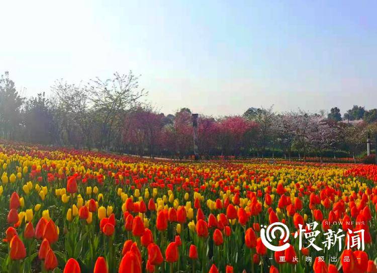 近80处赏花点150余项文旅活动 邀你来重庆打卡最美春天