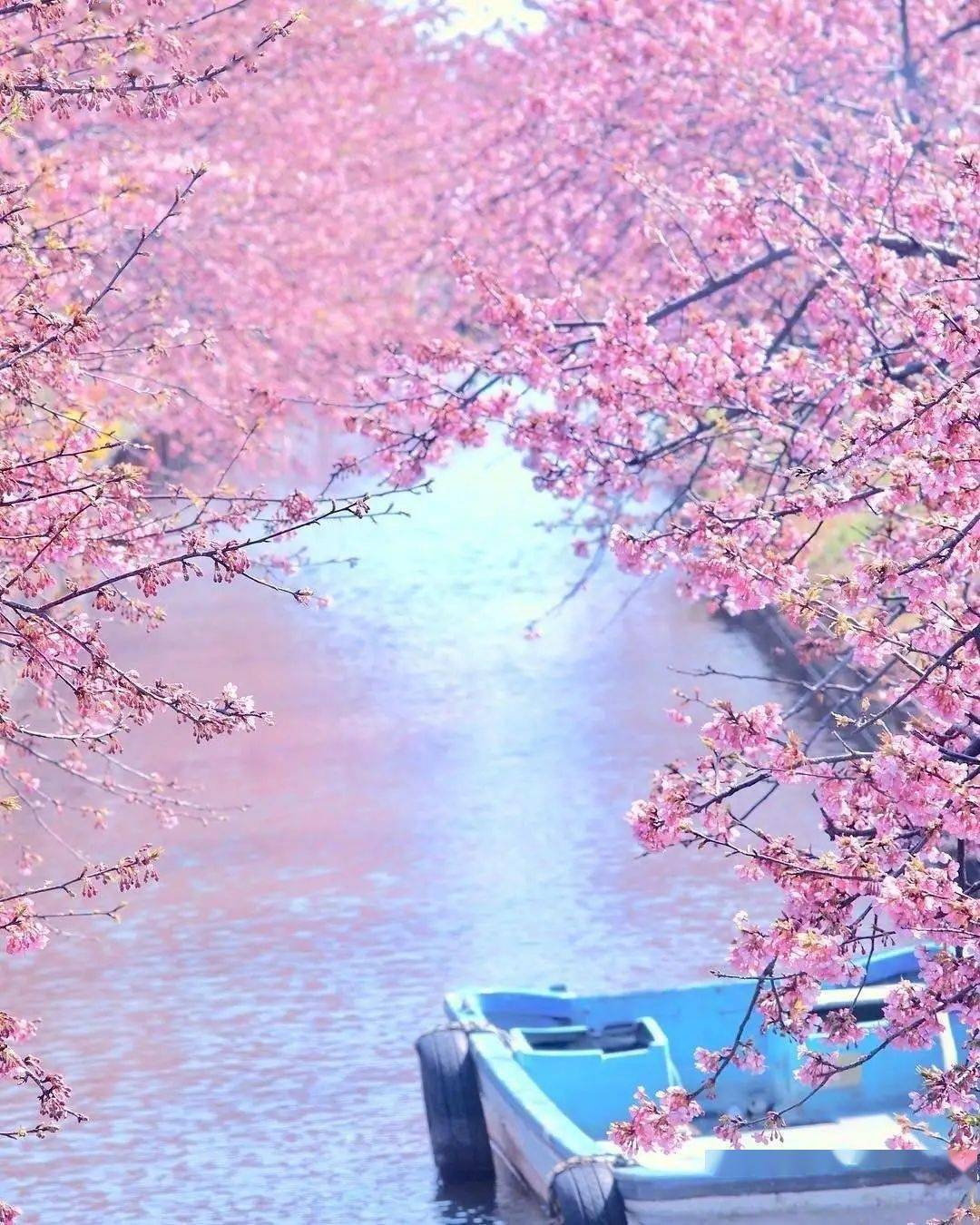 三月第一天，樱花依旧开！武汉东湖樱花园樱花开始绽放