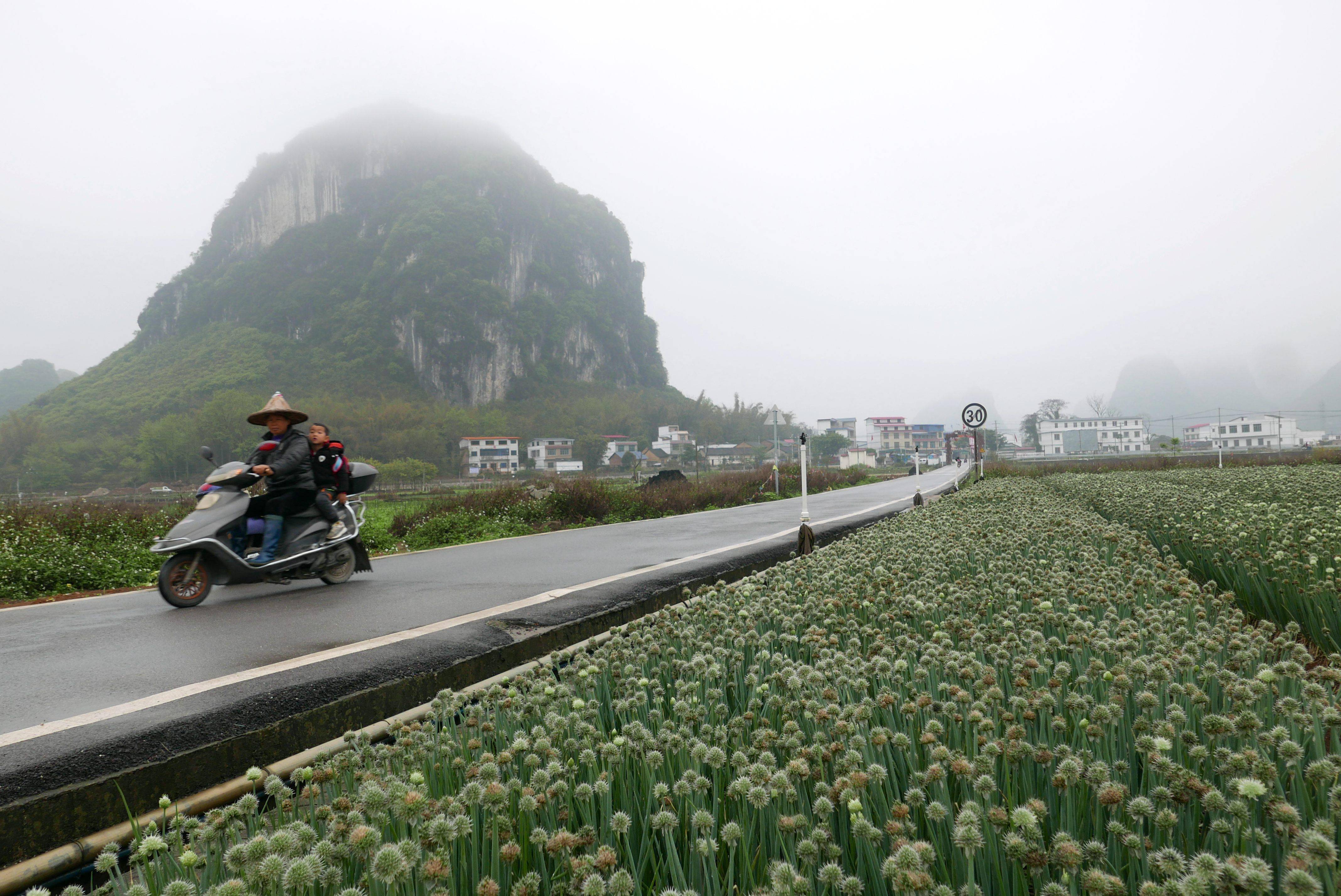 烟雨三月看柳江 全域旅游好光景