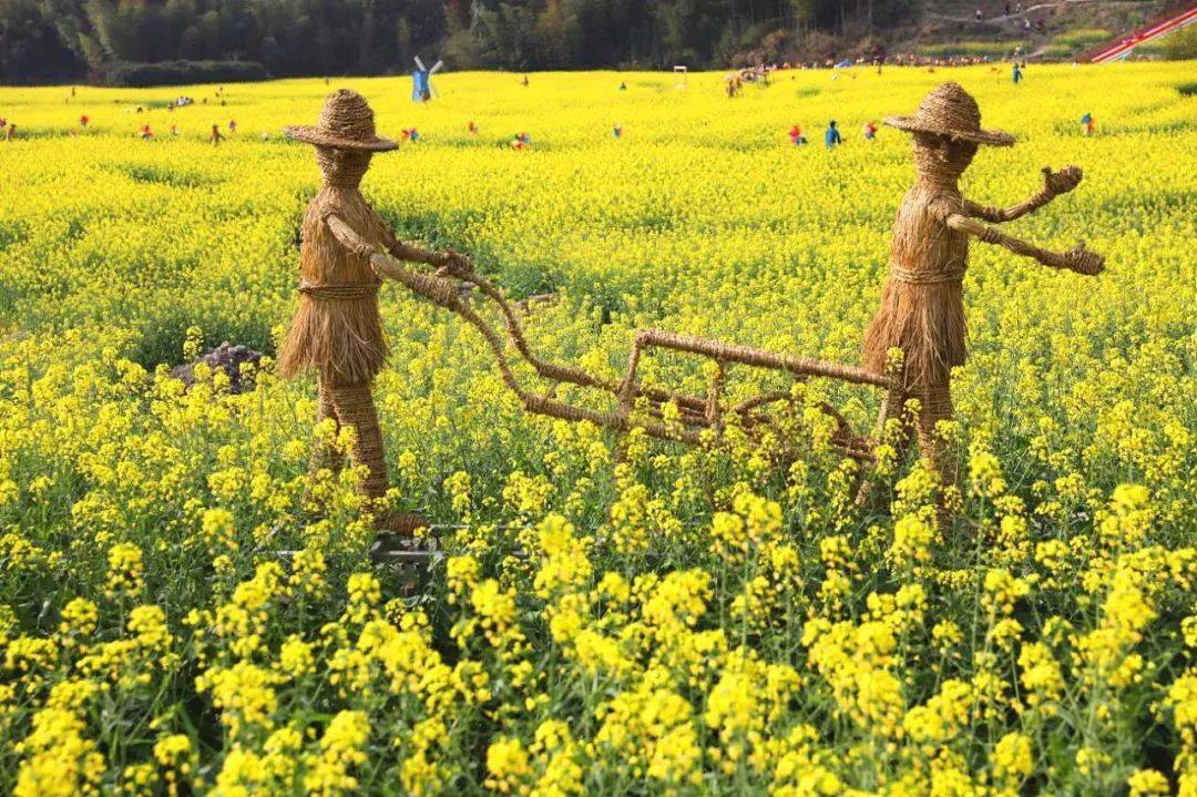 燃!龙岩最大面积花海点亮赏花季