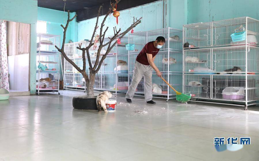 在辽宁省鞍山市经济开发区宠物猫繁育基地的一间猫舍,黄胜国,于桂香