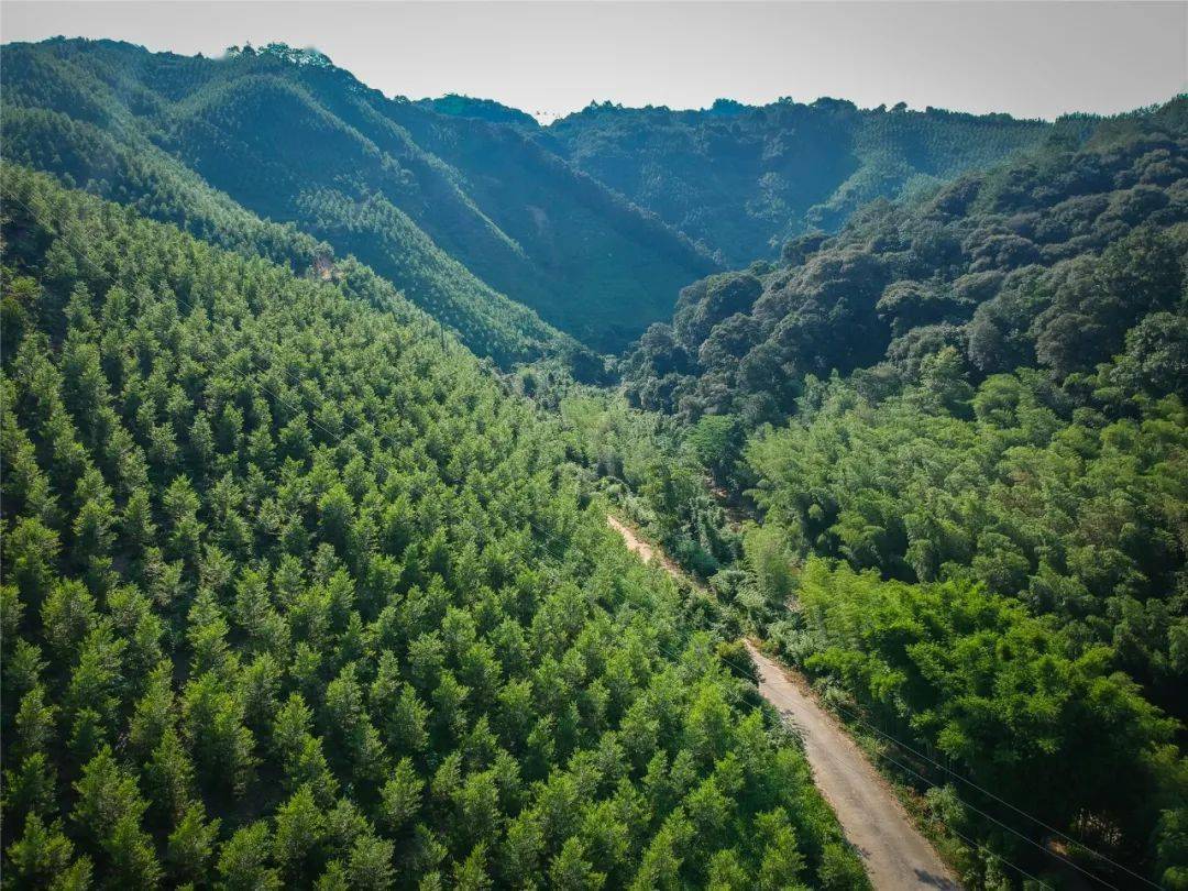 翁源完成碳汇造林7000亩,打造翁源获"绿"农民获"益"双赢局面-搜狐