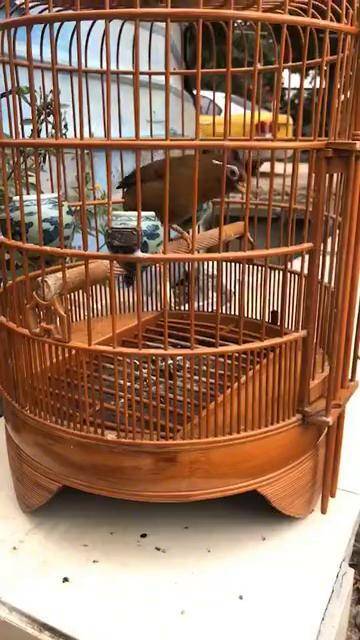 东东画眉鸟套之转发一只画眉鸟开叫的嘞?