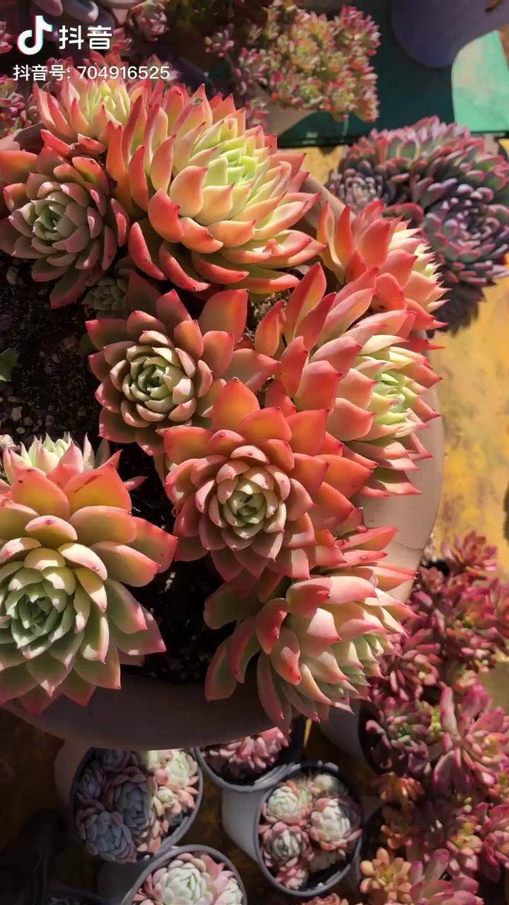 多肉 三色堇 十几年的老桩!你们还能认出来吗?
