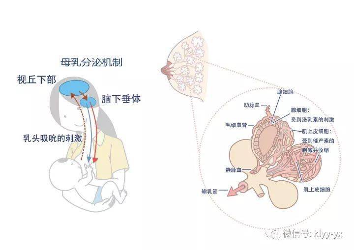 的肌上皮细胞就会收缩