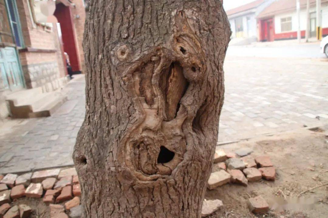 党史学习教育高唐县姜店镇听老战士讲大槐树下的抗战故事