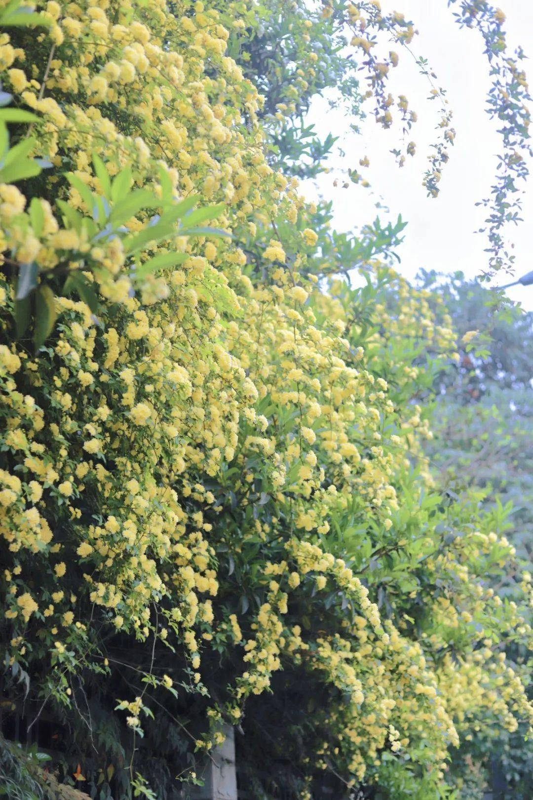 成都七里香花海提前盛開,超震撼!