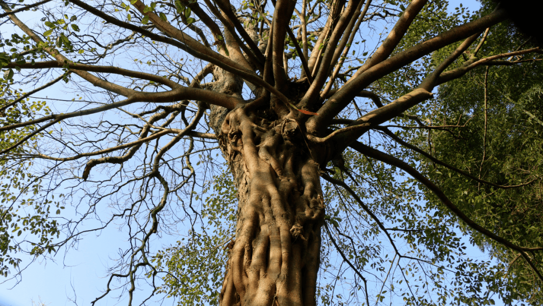 菩提树共生奇观