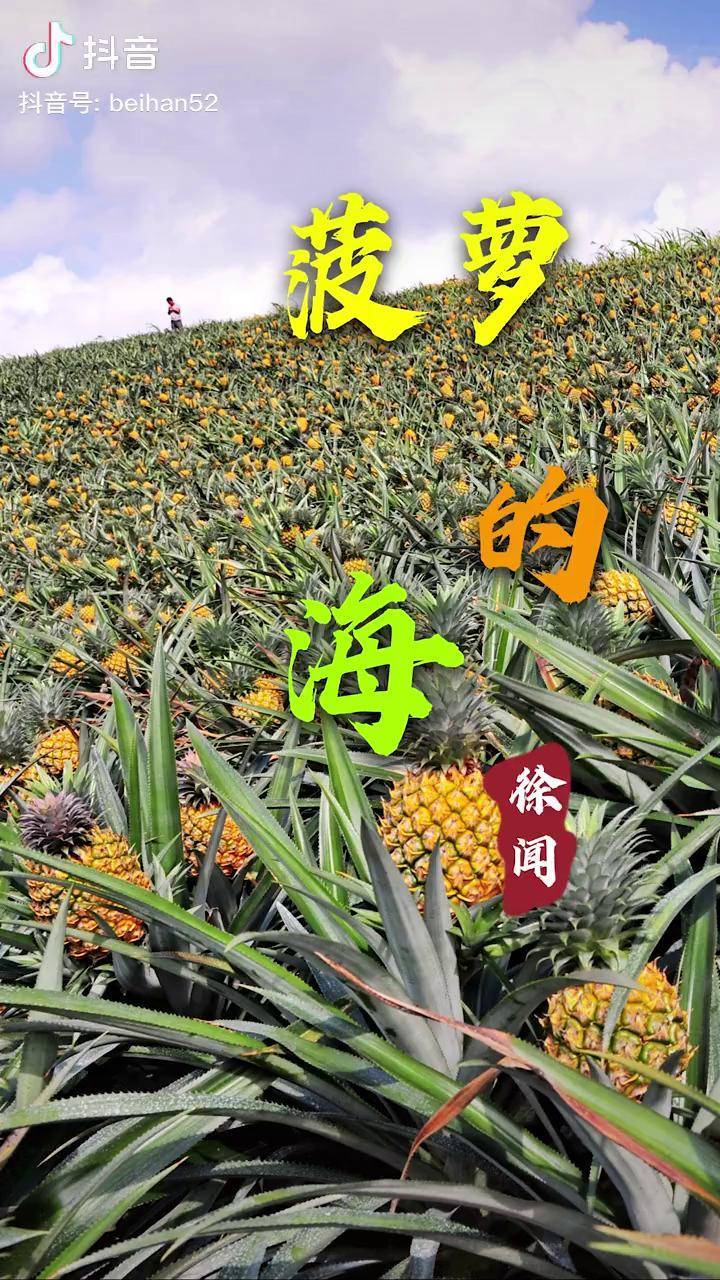 菠萝的海在中国大陆南端极点广东省徐闻县有着国内最大的菠萝生产基地