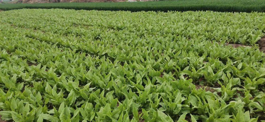 贡菜又称苔菜,苔干,响菜,山蜇菜,莴苣属,但和莴苣是不一样的.