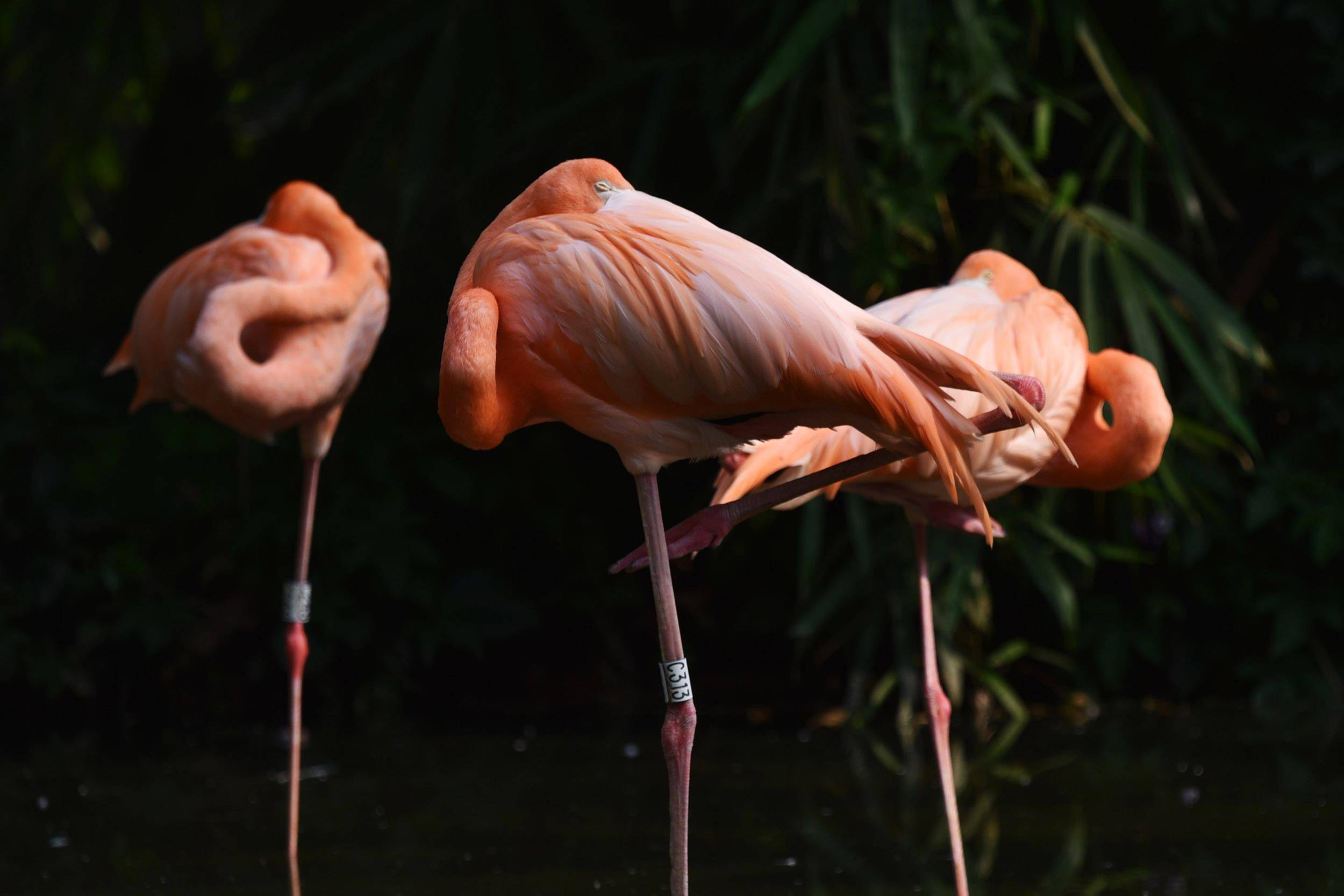世界睡眠日深圳野生动物园动物奇特睡姿很可爱