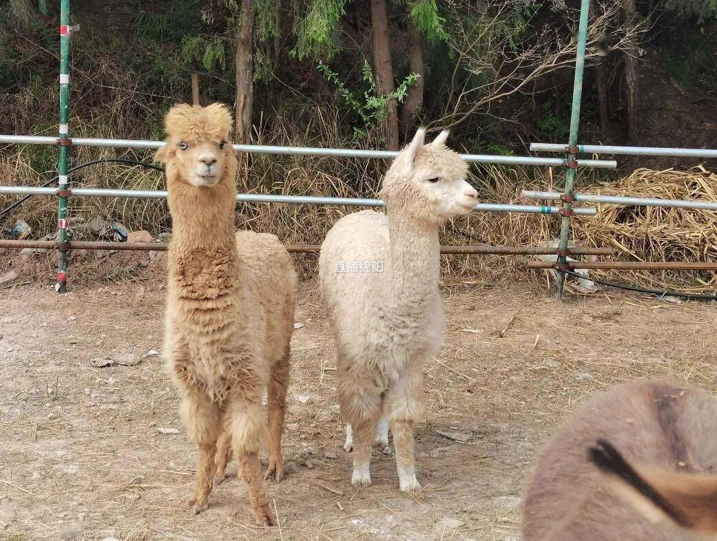 绵阳野生动物园终于来啦,今年10月开园!超详细揭秘!