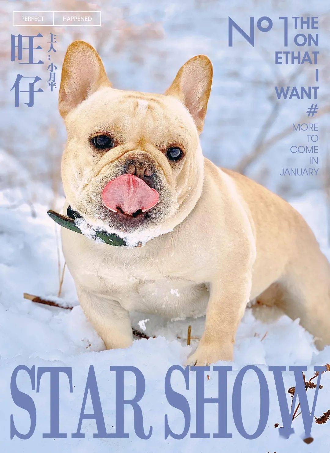 狗狗图鉴养一只登上时尚杂志封面的狗狗是种什么体验