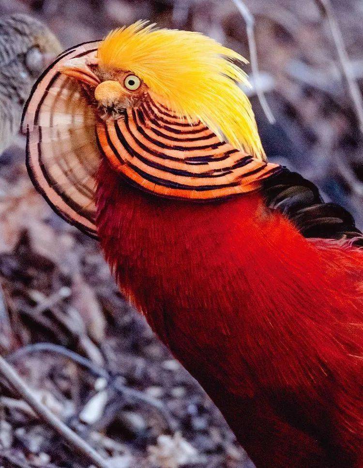 深山彩凤红腹锦鸡