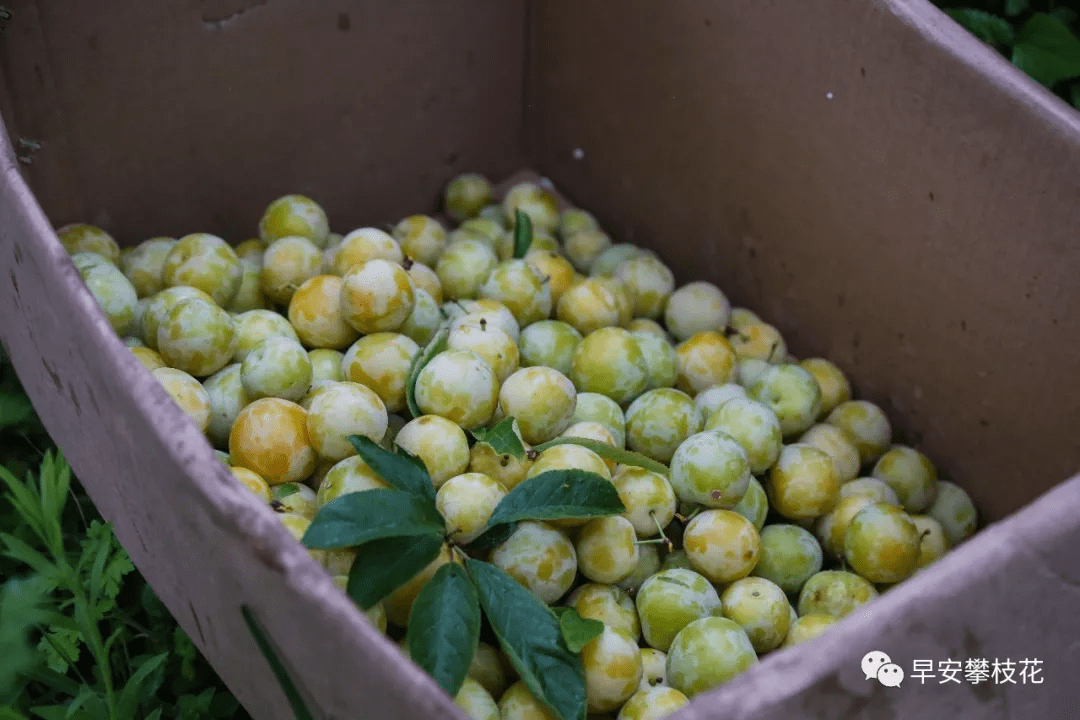 清脆李,赖李上市时正是盛夏,这个时候邀三五好友,找个农家乐摘李子,吃