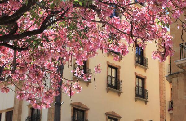 黎巴嫩贝鲁特 风铃木花开正盛 花下