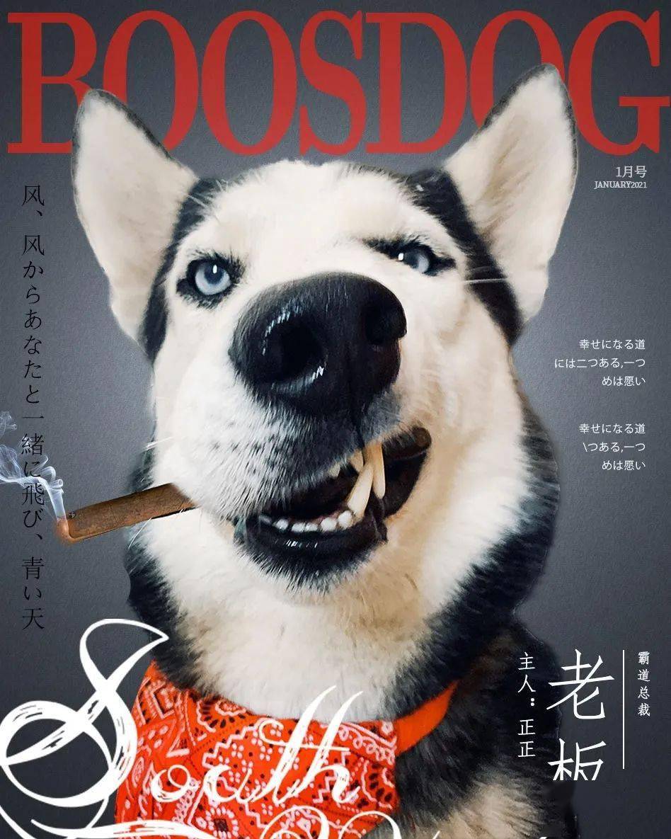 狗狗图鉴养一只登上时尚杂志封面的狗狗是种什么体验