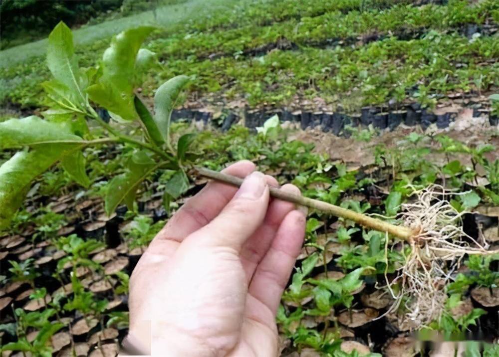 基金项目:四川眉山不同季节百香果扦插管理技术