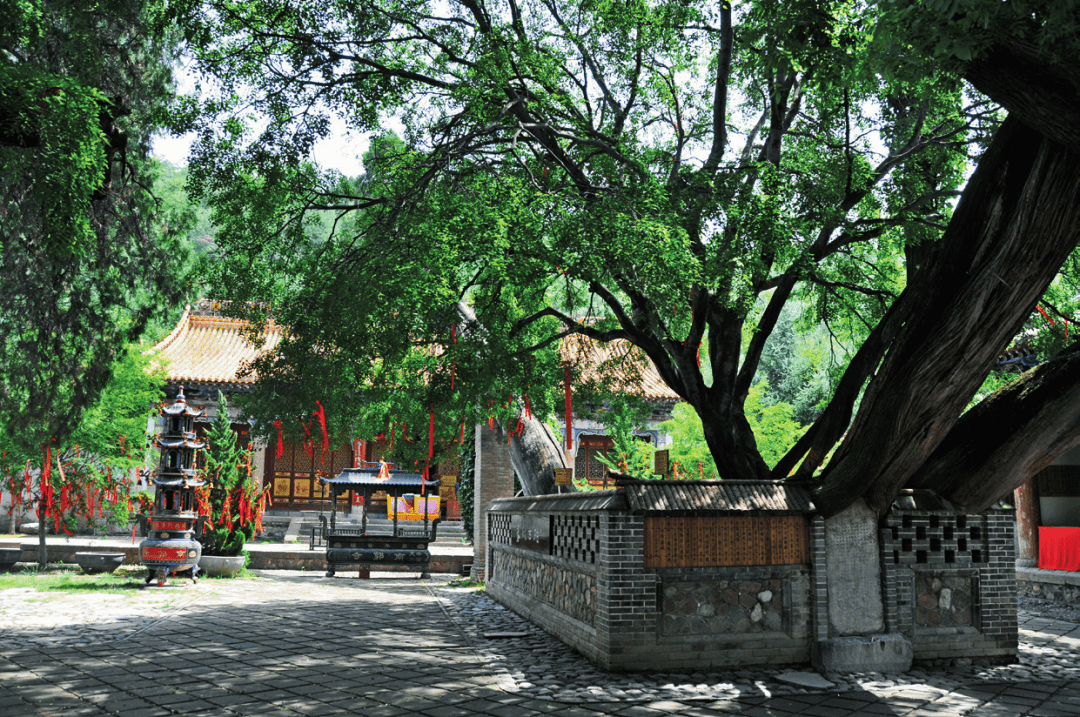 春满甘肃 | 揽一抹春色,醉在天水林海!