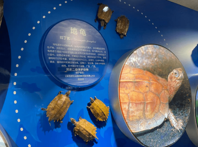 世界珍稀龟类标本展开幕近百种标本亮相富国海底世界