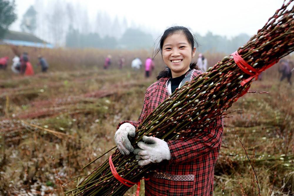 大力支持乙源花卉种植农民合作社,建成全球最大的银柳种植基地,产品