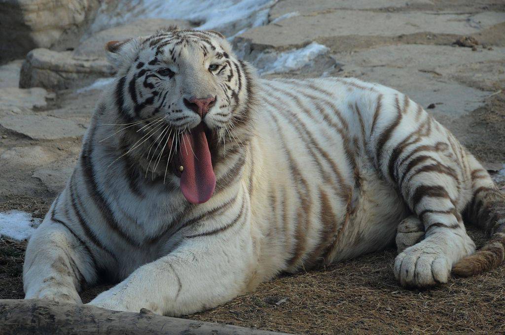 2013年01月02日,江苏连云港新浦动物园动物在户外尽享暖阳.