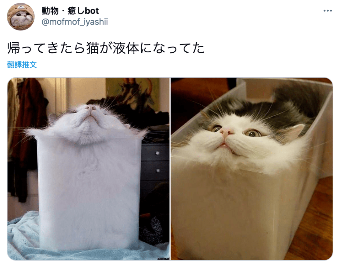 关于猫是液体这件常识日本网友们的评论亮了