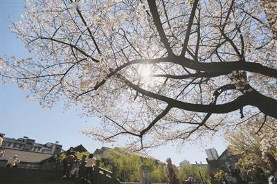 杭州天气终于放晴 气温稳步上升!​阳光明媚 户外赏花约起来