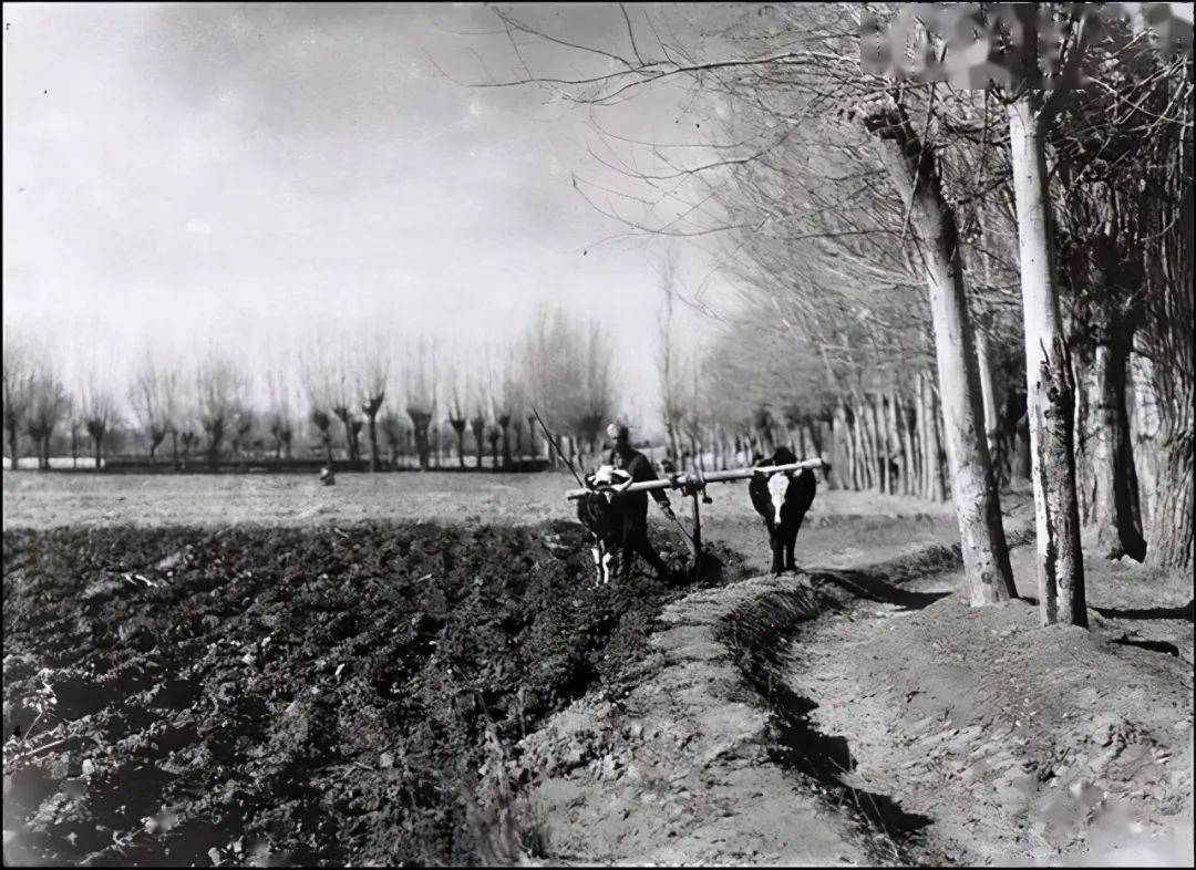 珍贵老照片20世纪的新疆莎车